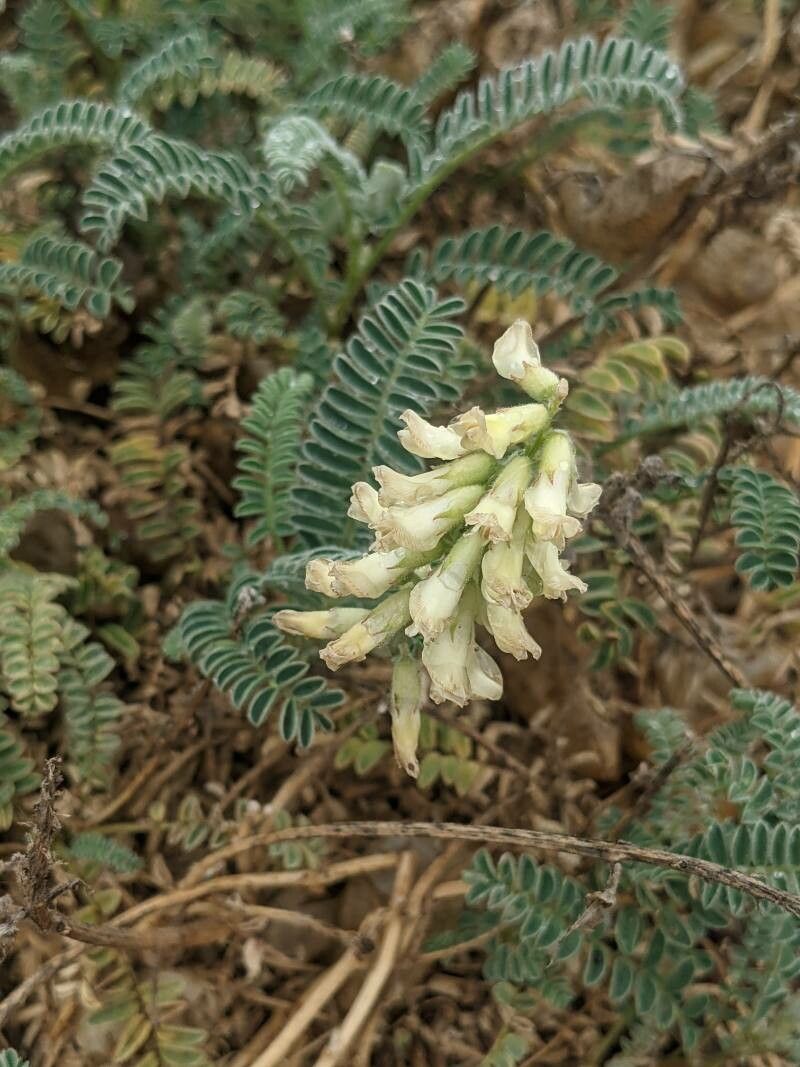 Astragalus miguelensis flower