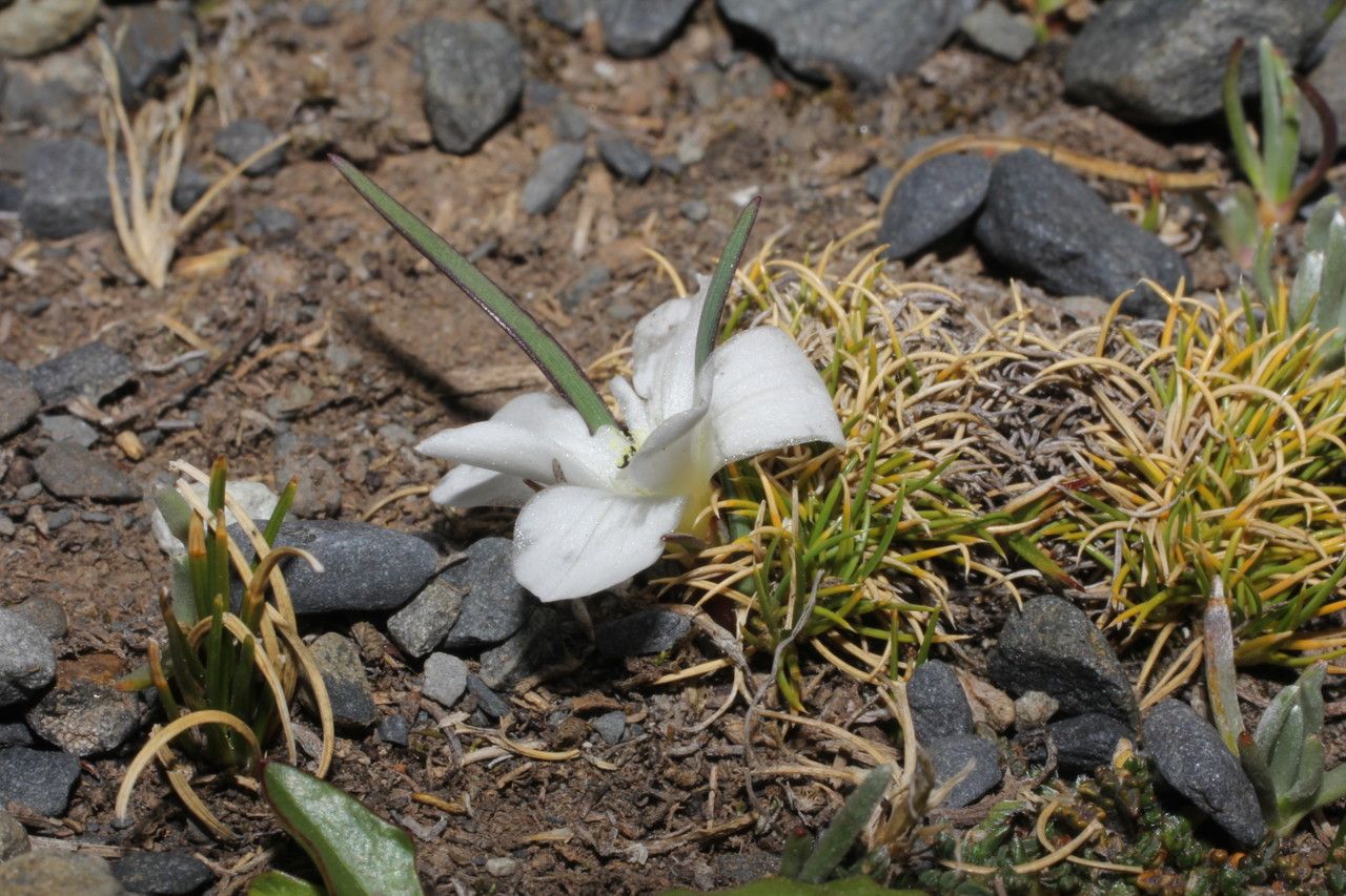 Olsynium acaule flower