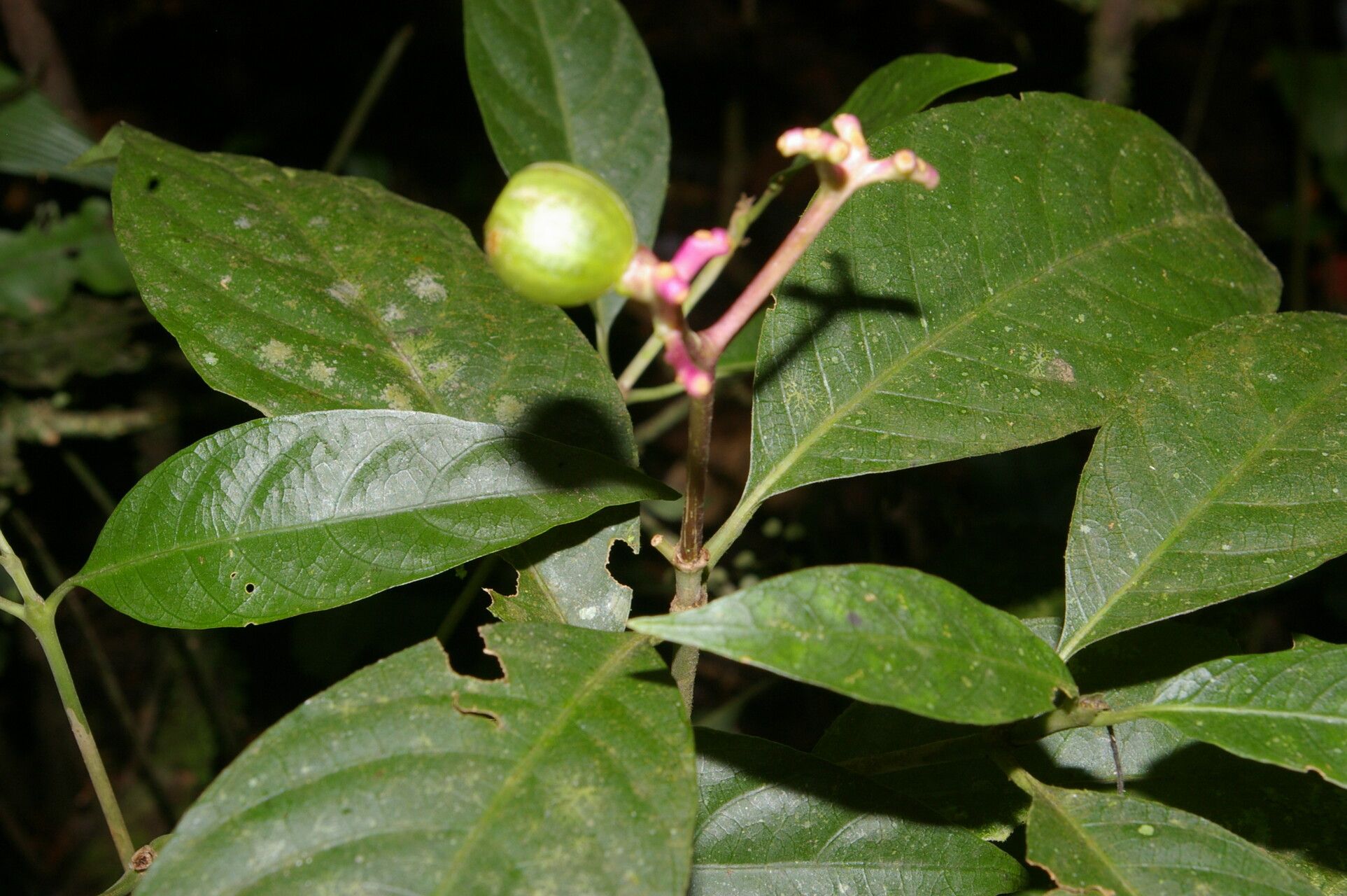 Palicourea alajuelensis fruit