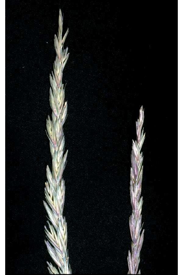 Leymus triticoides fruit