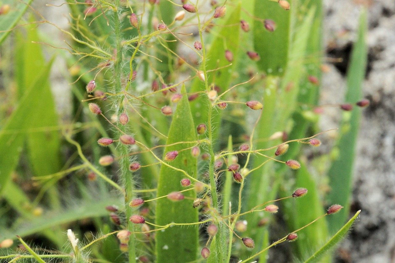 Dichanthelium acuminatum flower