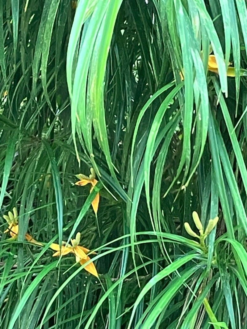 Freycinetia angustifolia — related species from the same genus