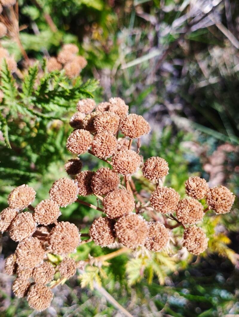 Tanacetum siculum fruit