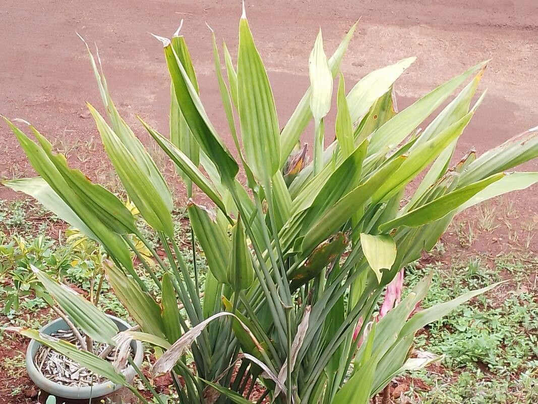 Dracaena aubryana flower