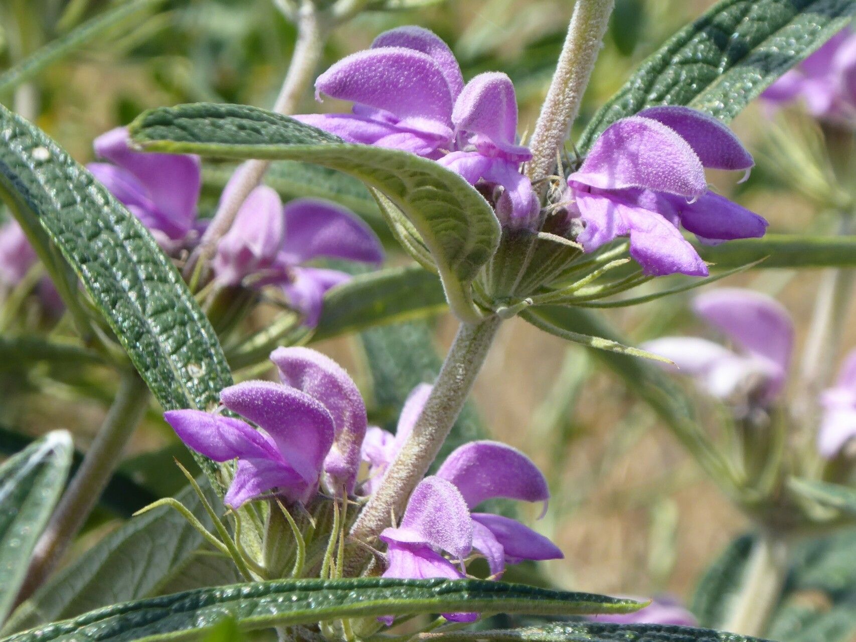 Phlomis regelii — search result for 'Phlomis'