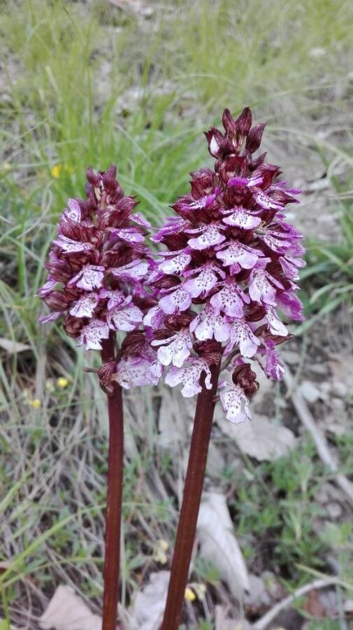 Orchis purpurea flower