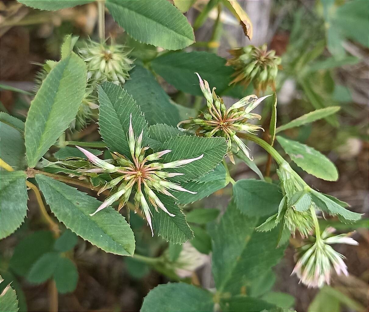 Trifolium angulatum — houseplant care guide