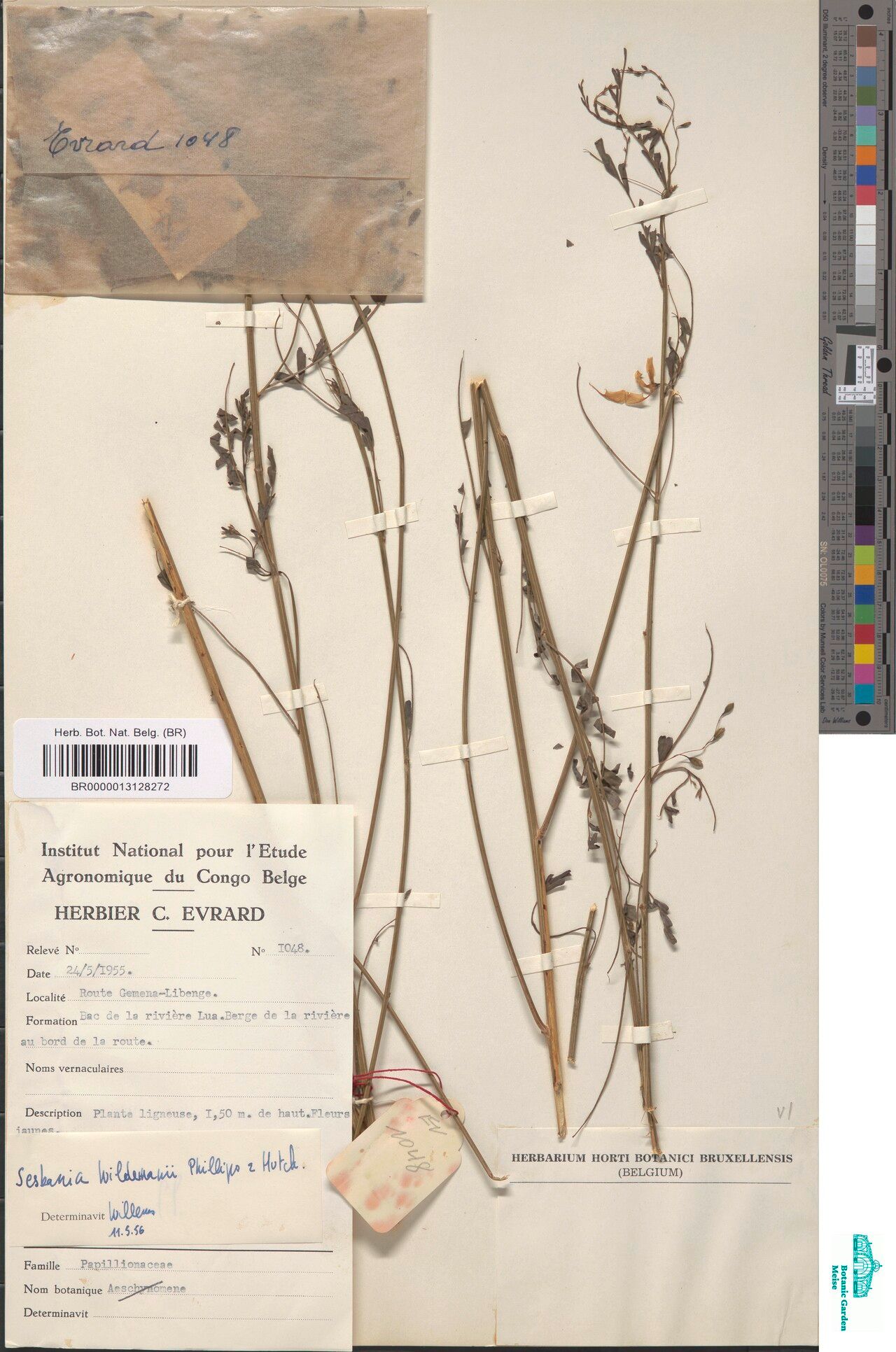 Sesbania wildemannii — search result for 'Sesbania'