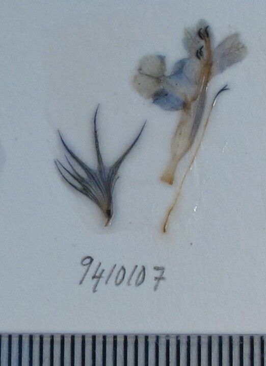 Nepeta lamiopsis habit