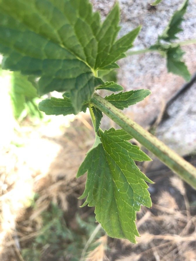 Scrophularia californica leaf