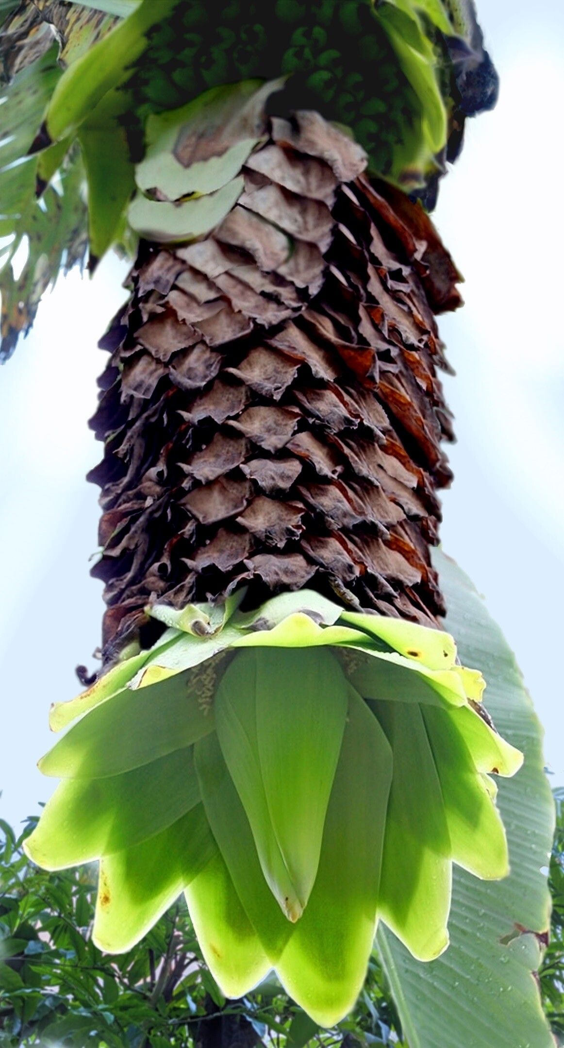 Ensete glaucum fruit