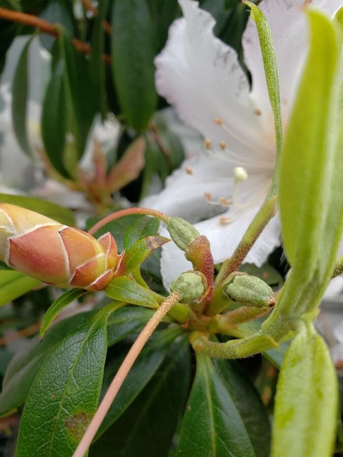 Rhododendron spp. fruit