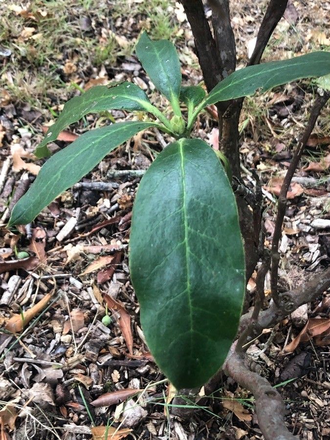Rhododendron griffithianum leaf