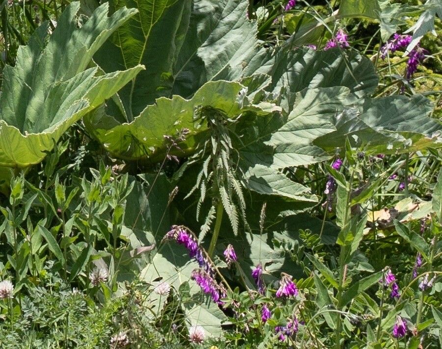 Pedicularis wilhelmsiana — houseplant care guide