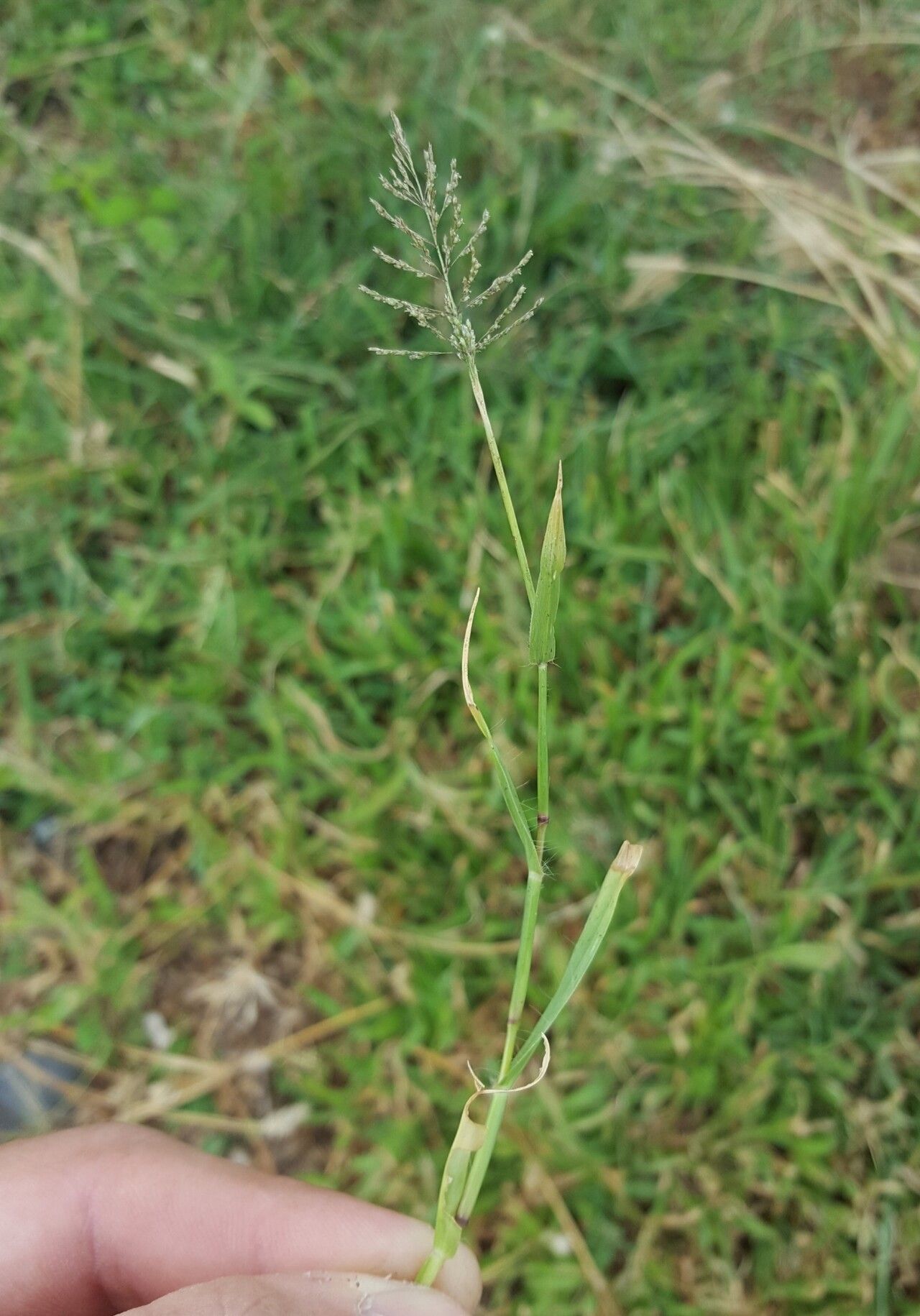 Sporobolus coromandelianus — houseplant care guide