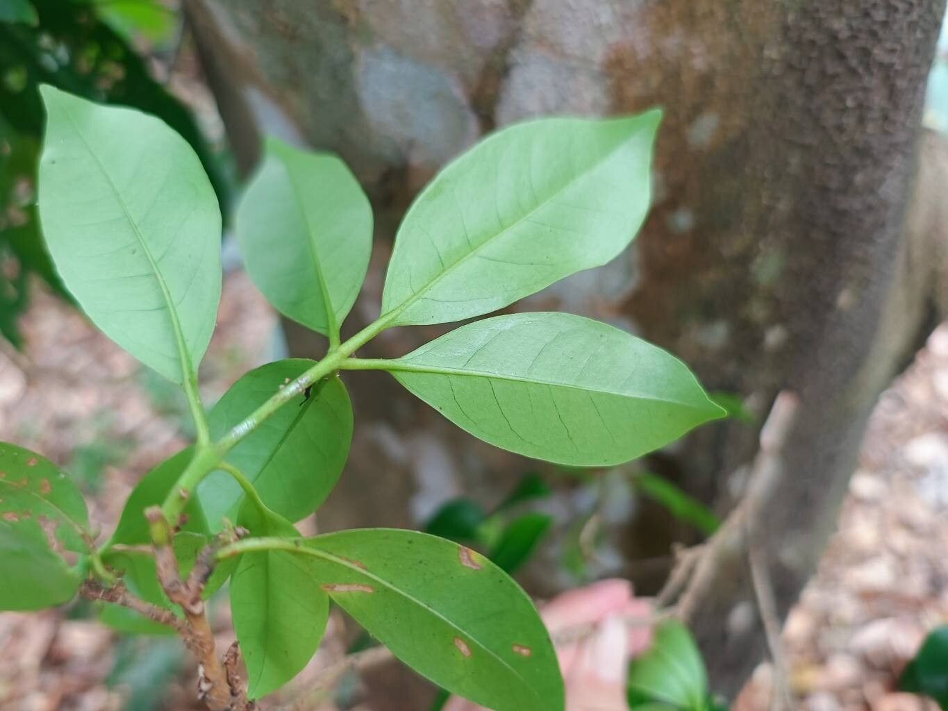 Guapira costaricana leaf