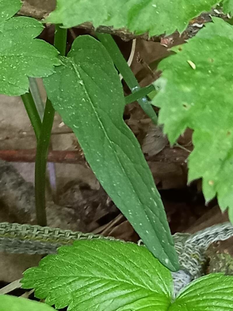 Phyteuma nigrum — search result for 'Phyteuma'