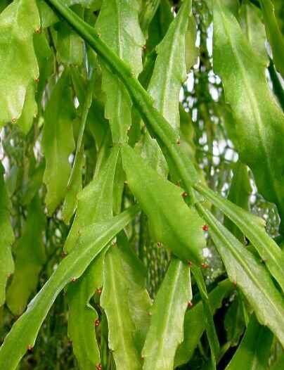 Rhipsalis crispata habit