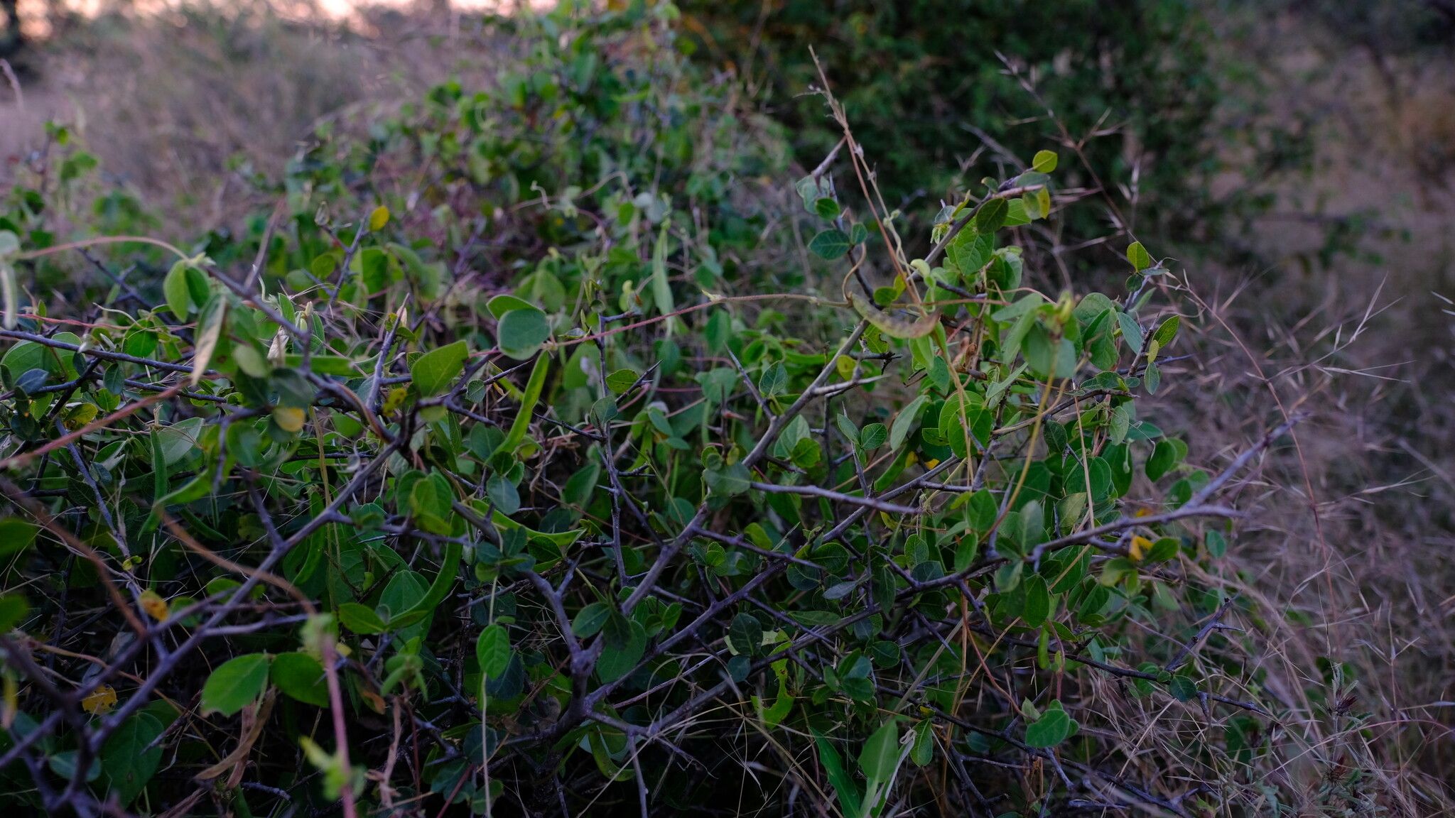 Macrotyloma axillare habit