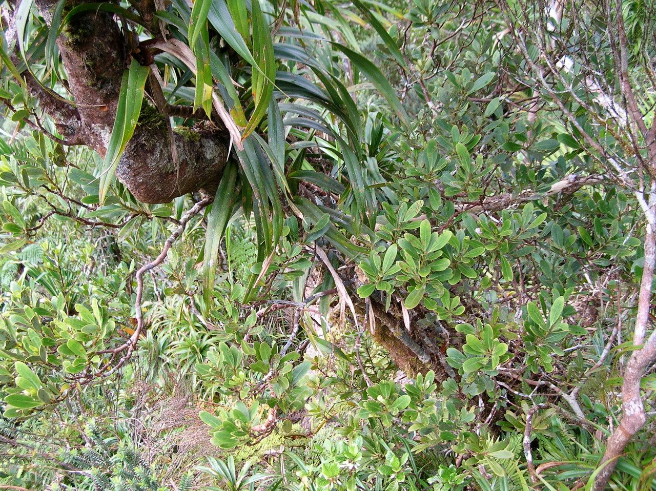 Zygogynum tanyostigma habit