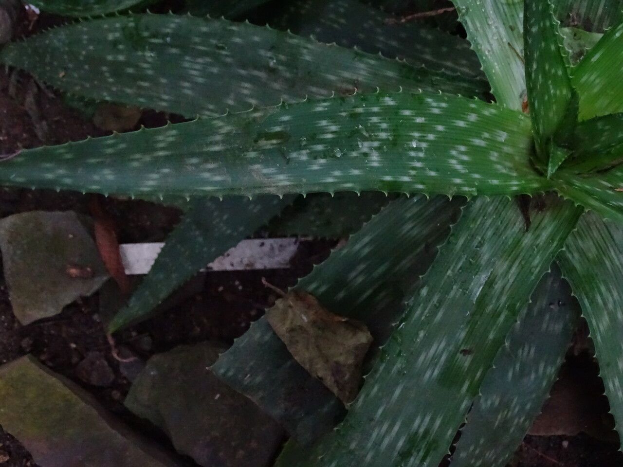 Aloe lateritia — houseplant care guide