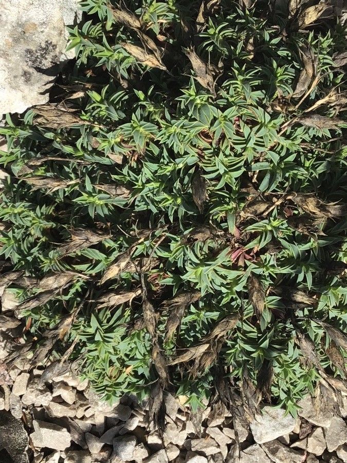 Dianthus haematocalyx — search result for 'Albania'