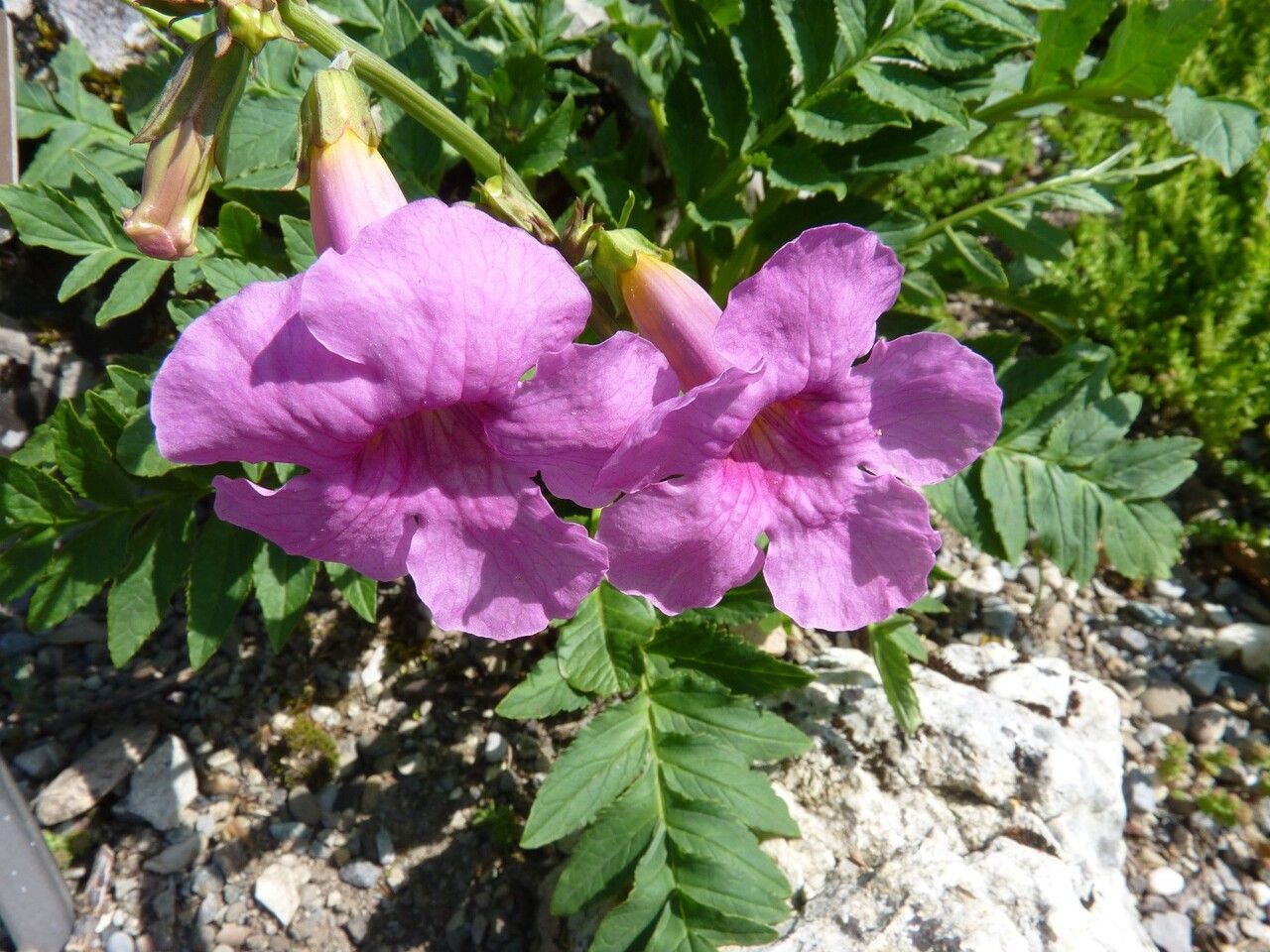 Incarvillea mairei flower