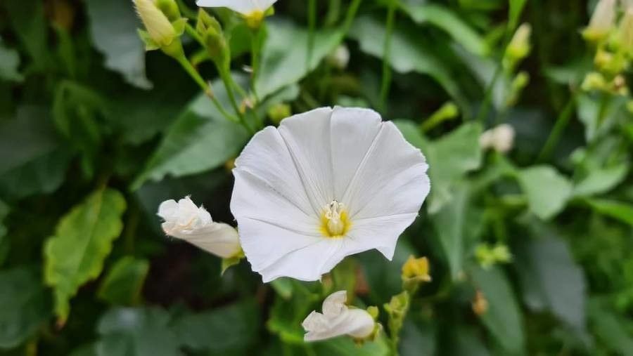 Convolvulus massonii flower