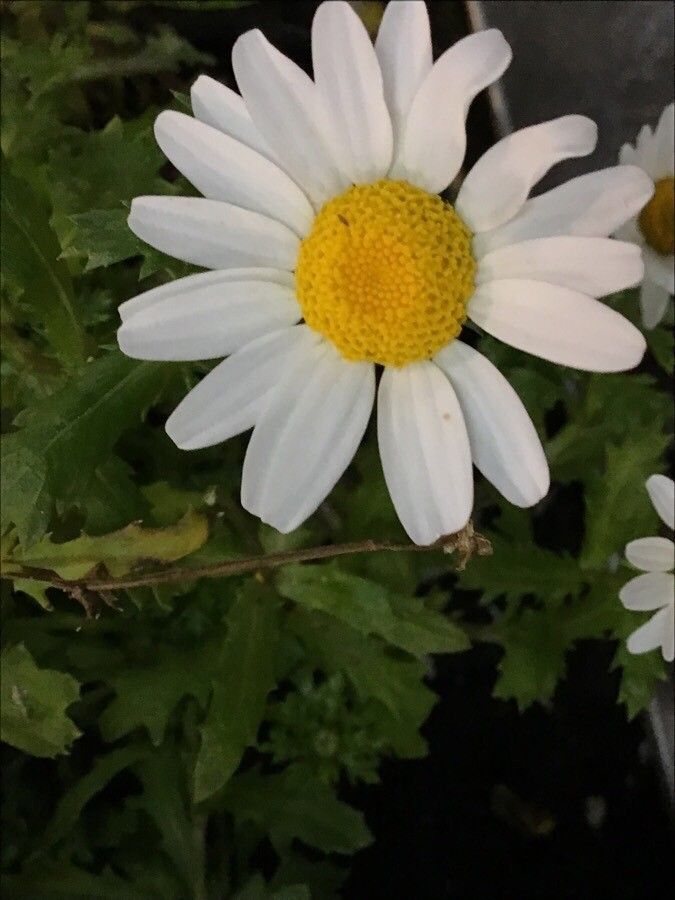 Leucanthemum paludosum flower