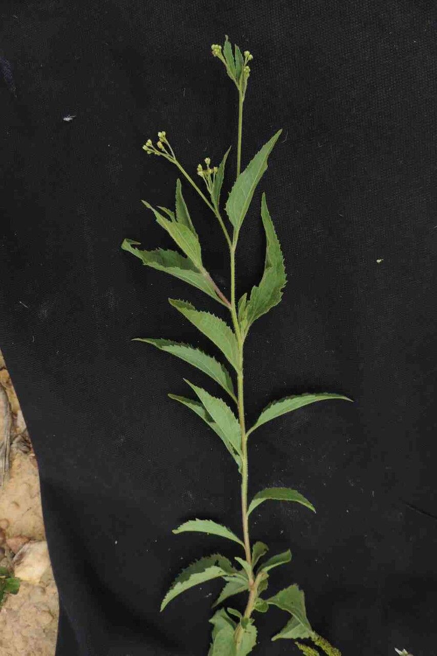 Baccharis serrulata — search result for 'Baccharis'