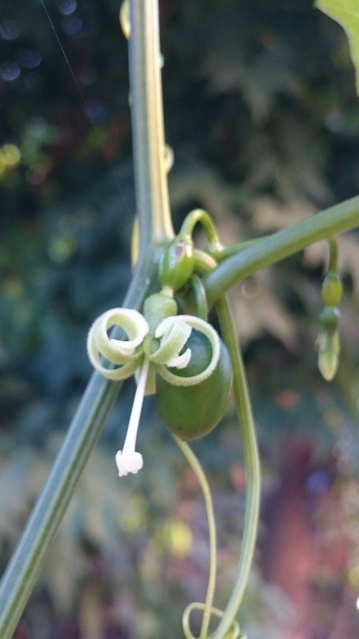 Cayaponia americana flower