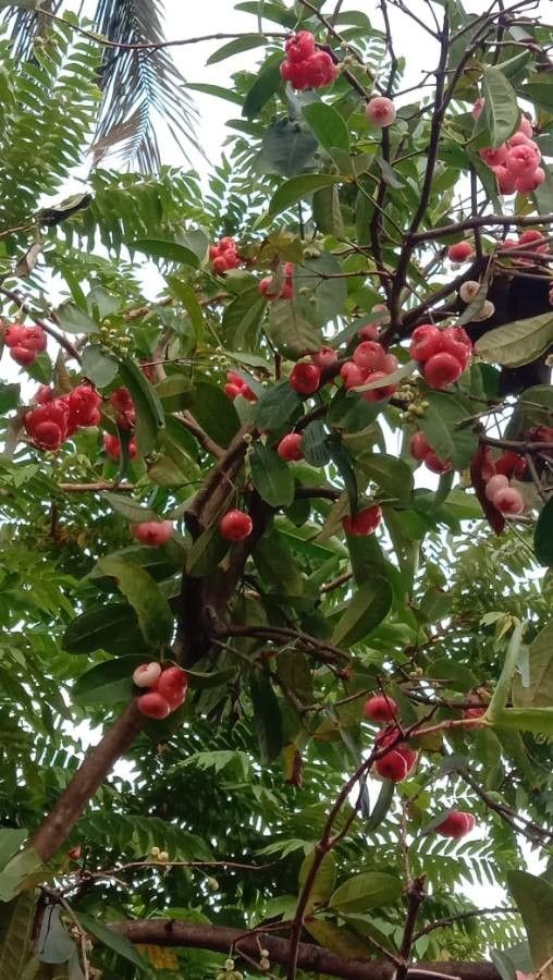 Syzygium aqueum fruit