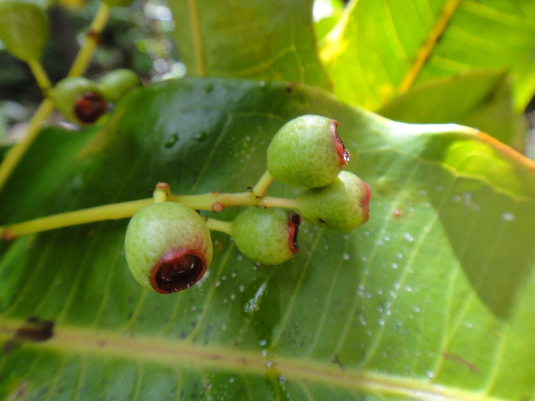 Syzygium auriculatum — houseplant care guide