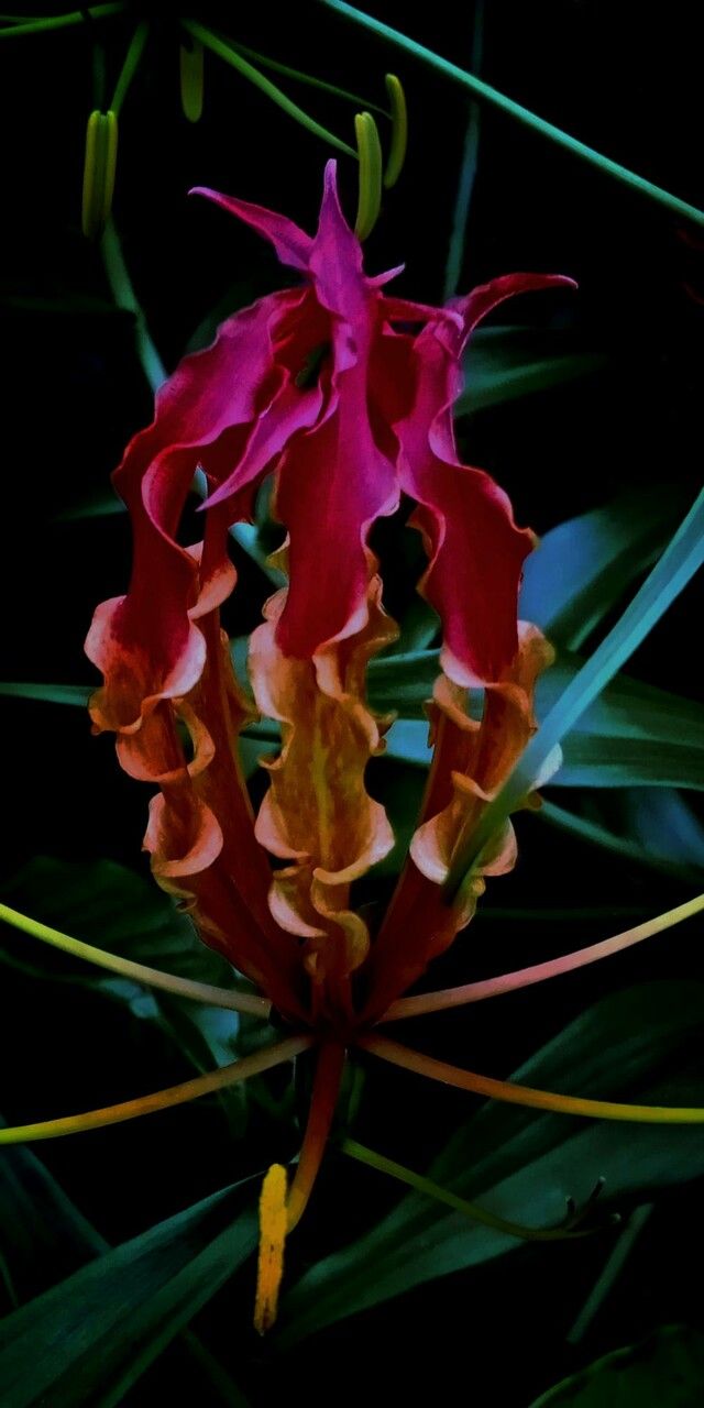 Gloriosa superba flower