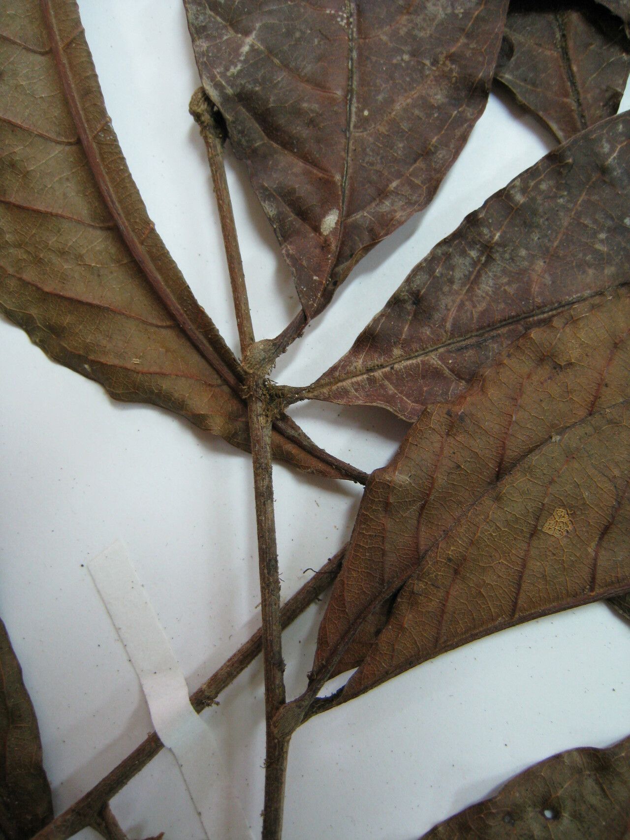 Matayba arborescens other