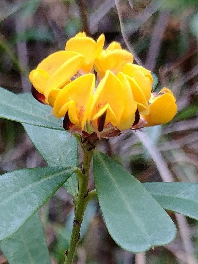 Pultenaea daphnoides — houseplant care guide