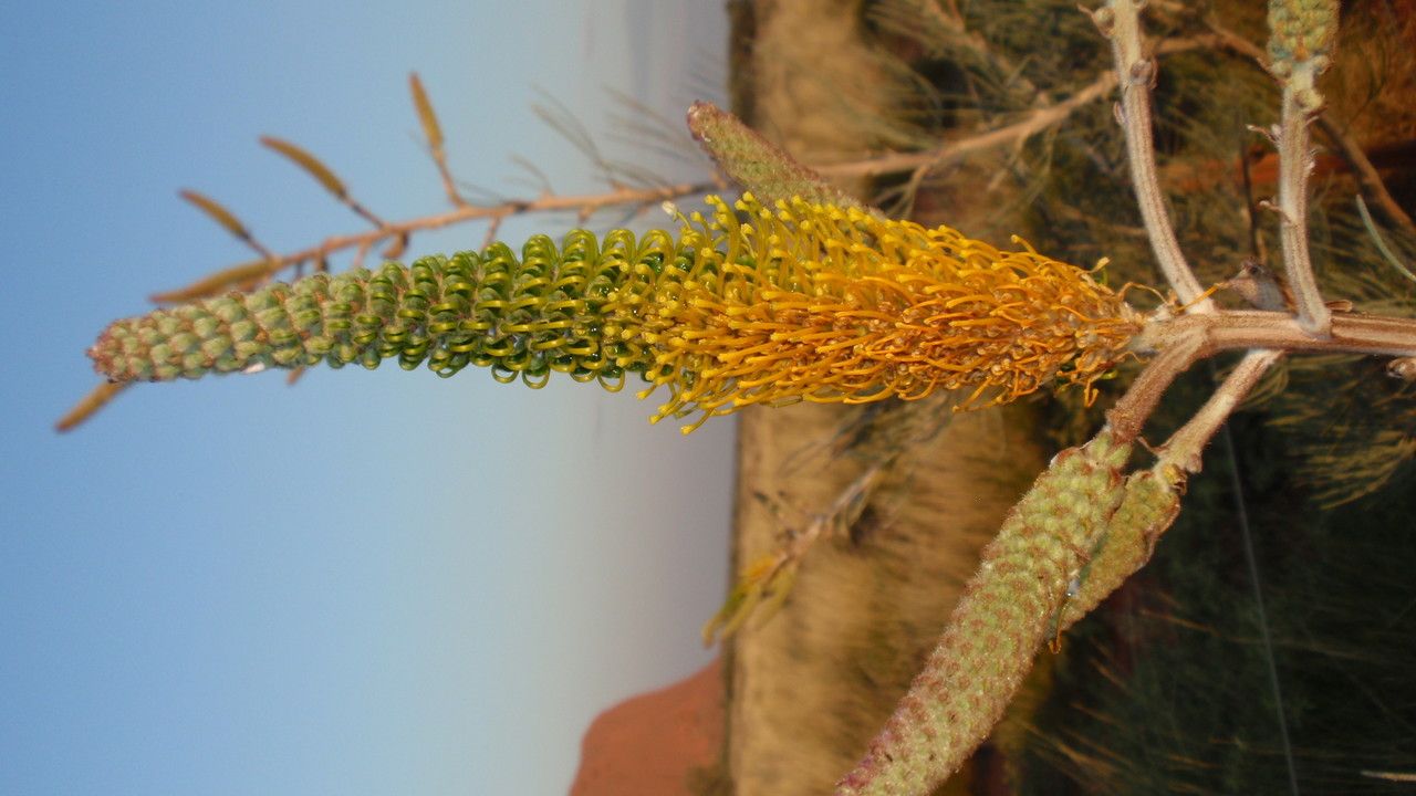 Grevillea eriostachya flower