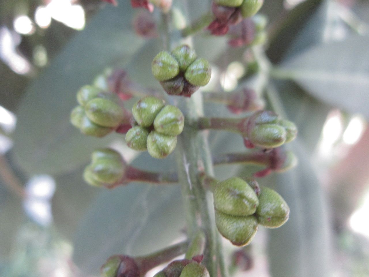 Pilocarpus pennatifolius fruit