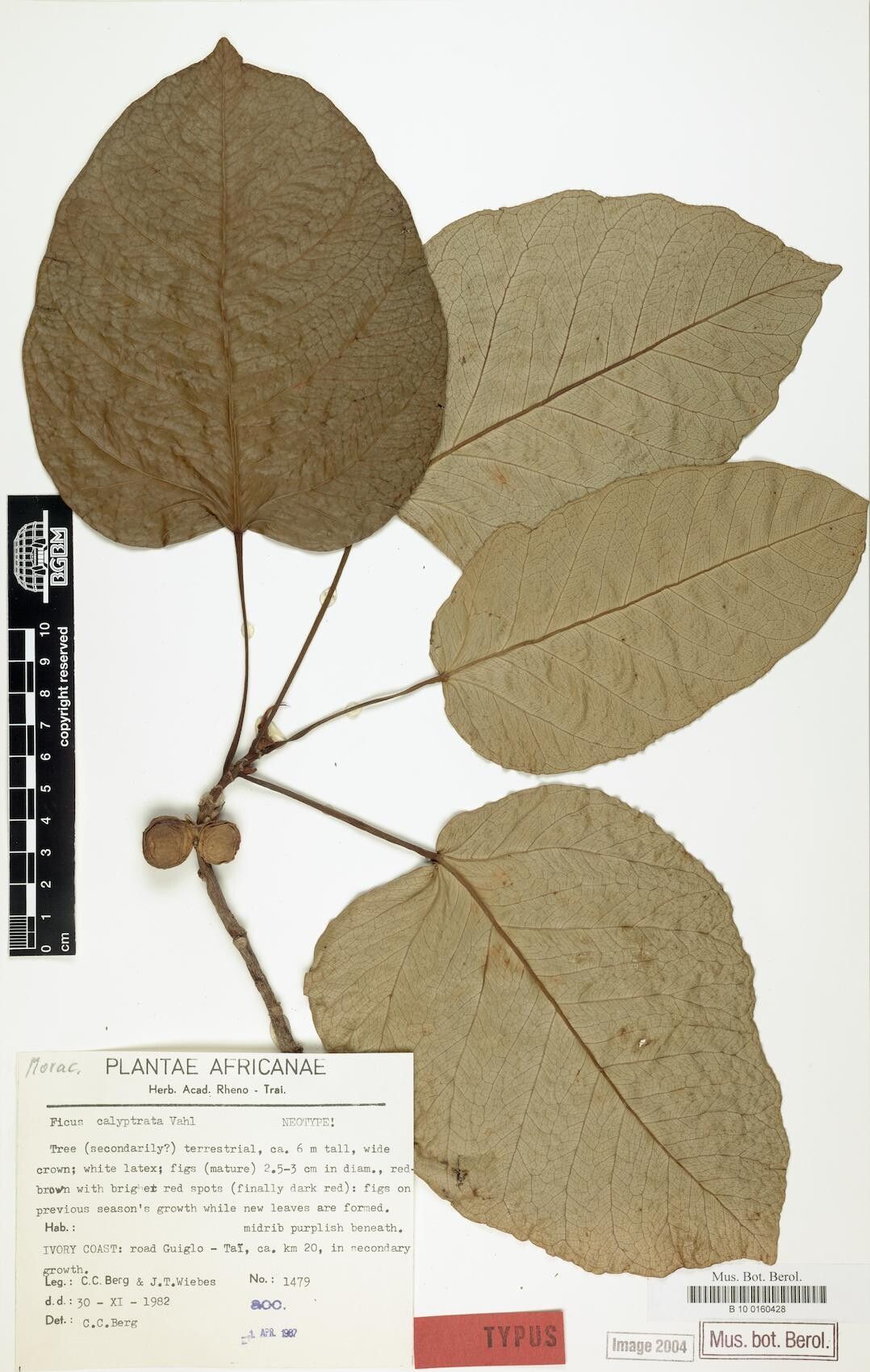 Ficus calyptrata — houseplant care guide