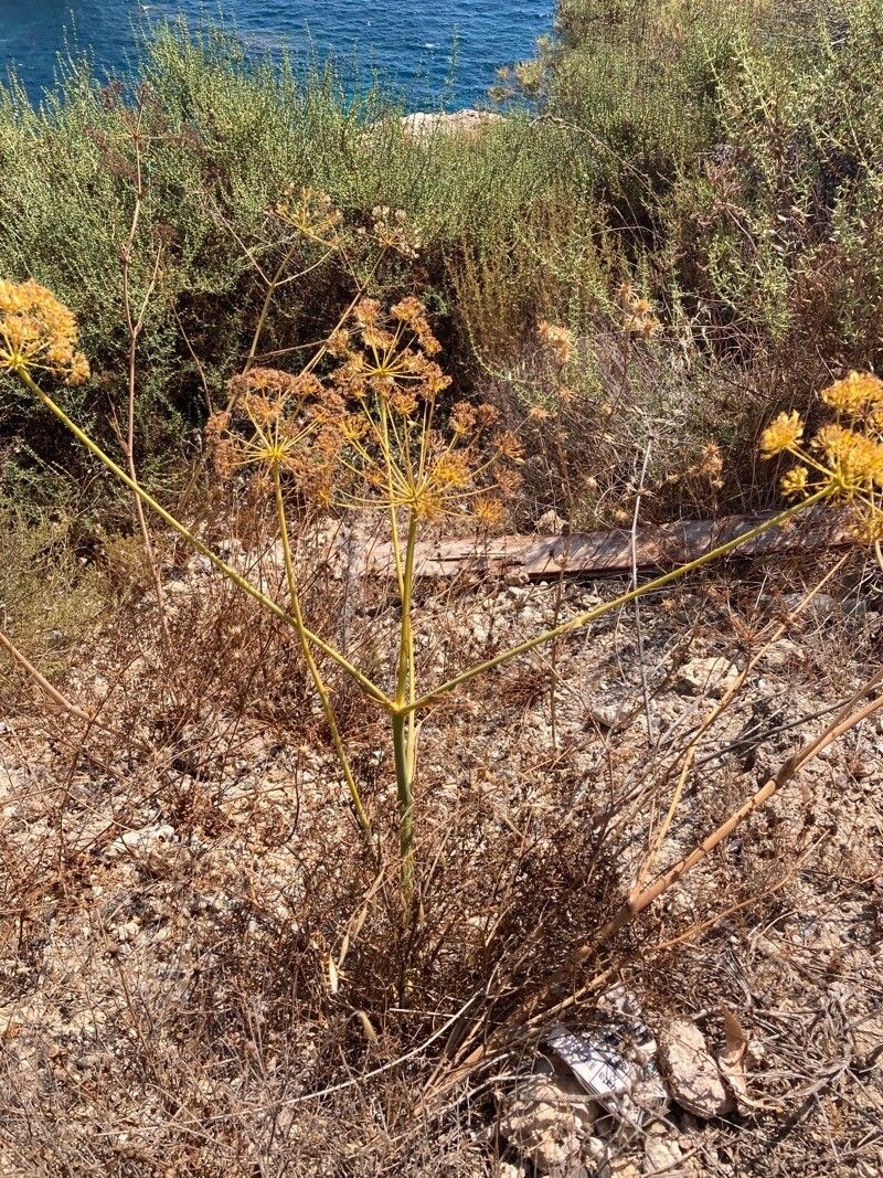 Thapsia tenuifolia habit