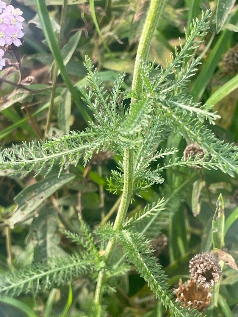 Achillea × roseoalba — search result for 'Achillea'