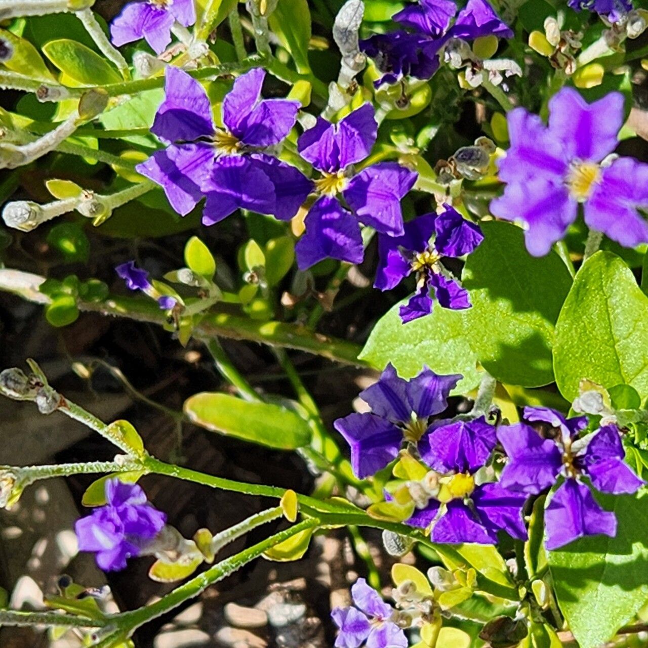Dampiera altissima — related species from the same genus