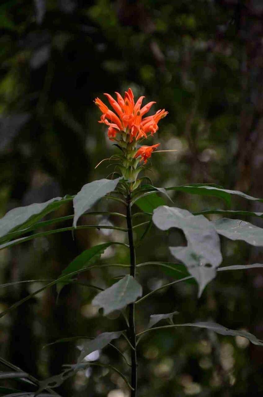 Aphelandra chamissoniana habit