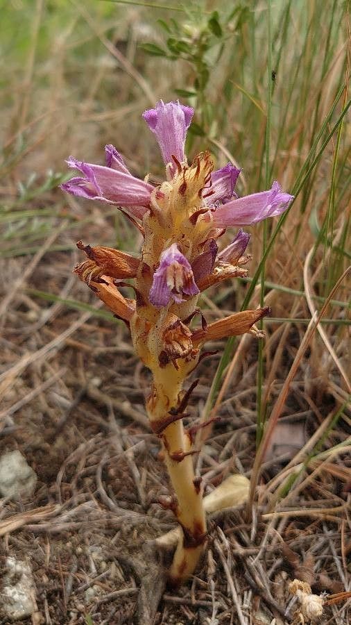 Orobanche arenaria habit