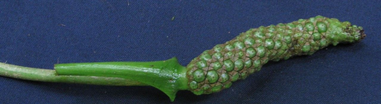 Anthurium acutifolium fruit