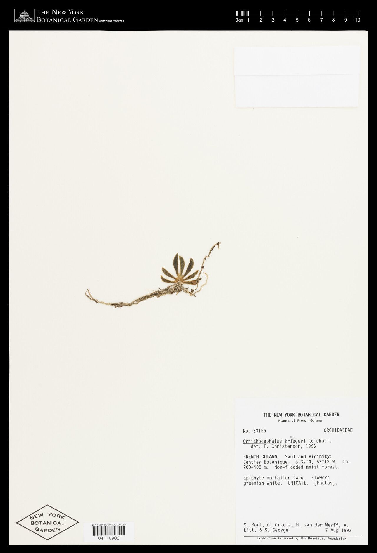 Ornithocephalus ciliatus — related species from the same genus