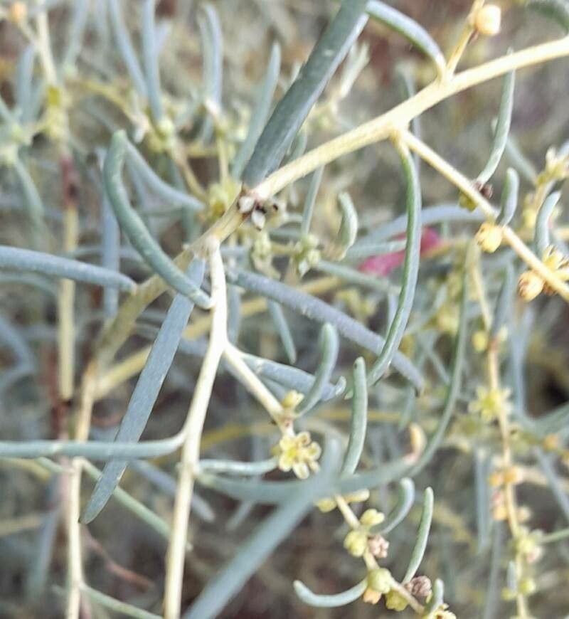 Suaeda divaricata flower