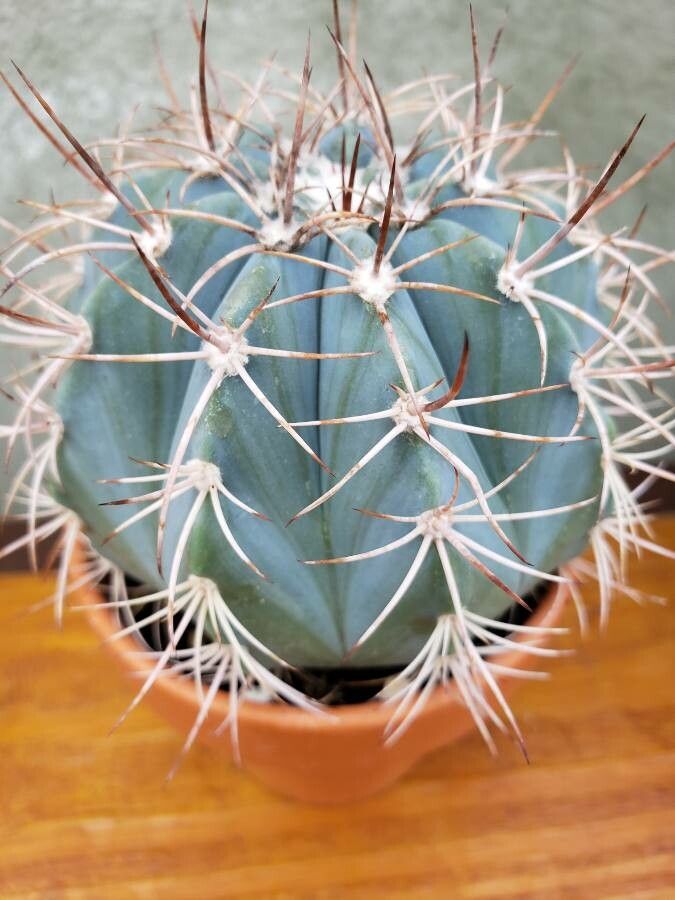 Melocactus azureus leaf