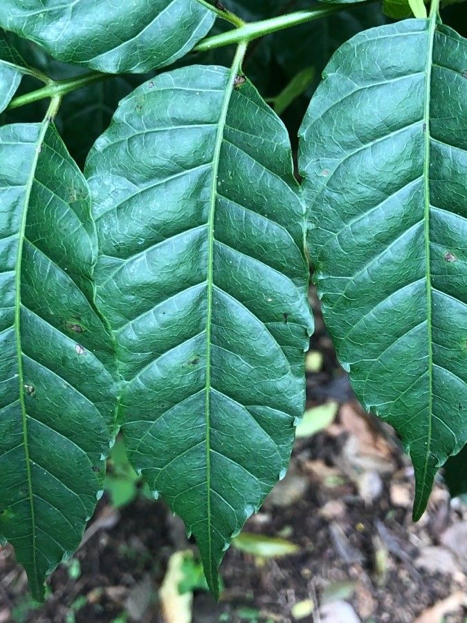 Astronium graveolens — search result for 'Anacardiaceae'