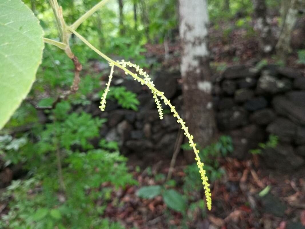 Allophylus serratus flower